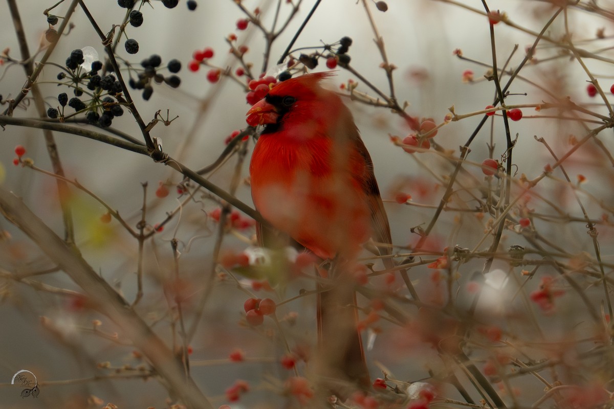 Northern Cardinal - ML646218005