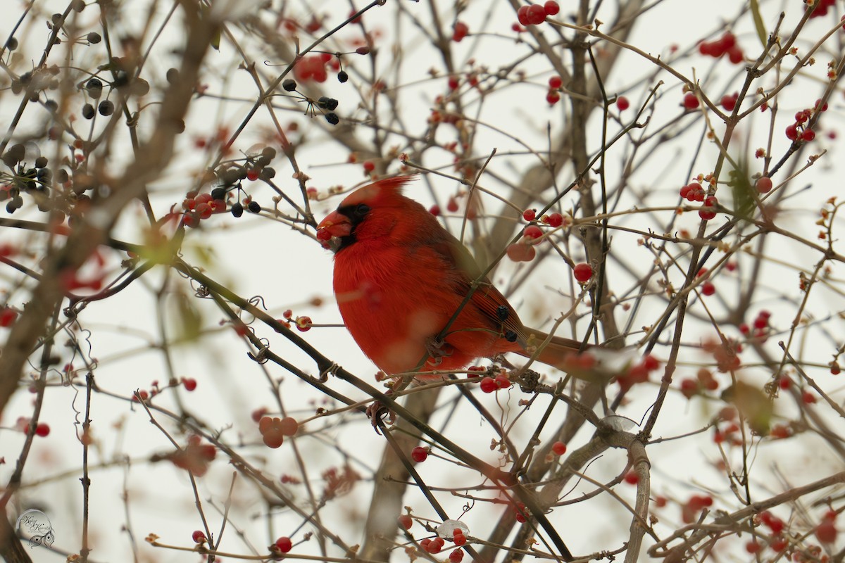 Northern Cardinal - ML646218006