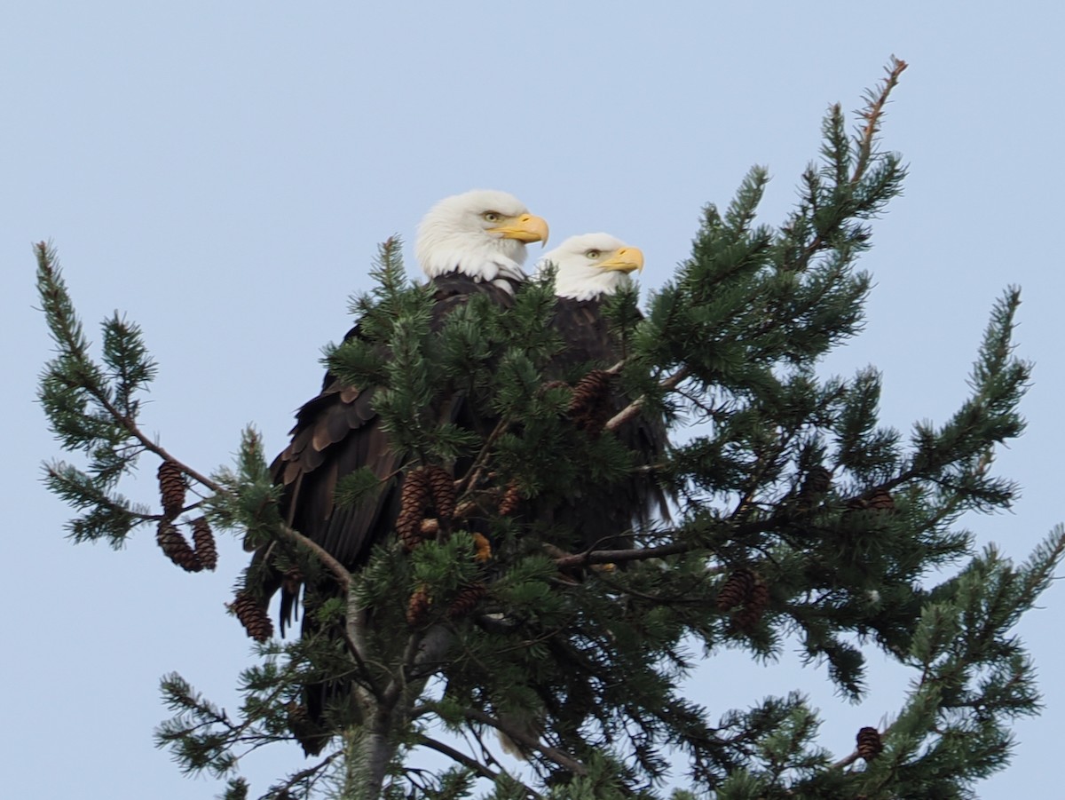 Bald Eagle - ML646218007