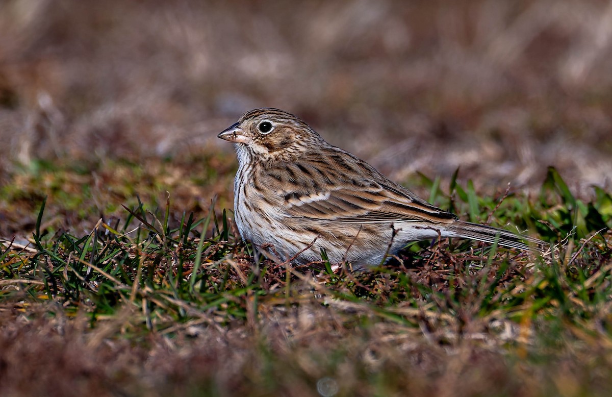 Chingolo Coliblanco - ML646218013
