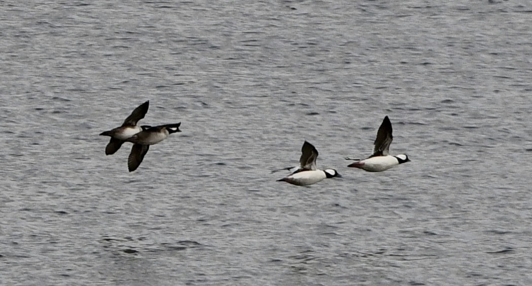 Гоголь-головастик - ML646218015