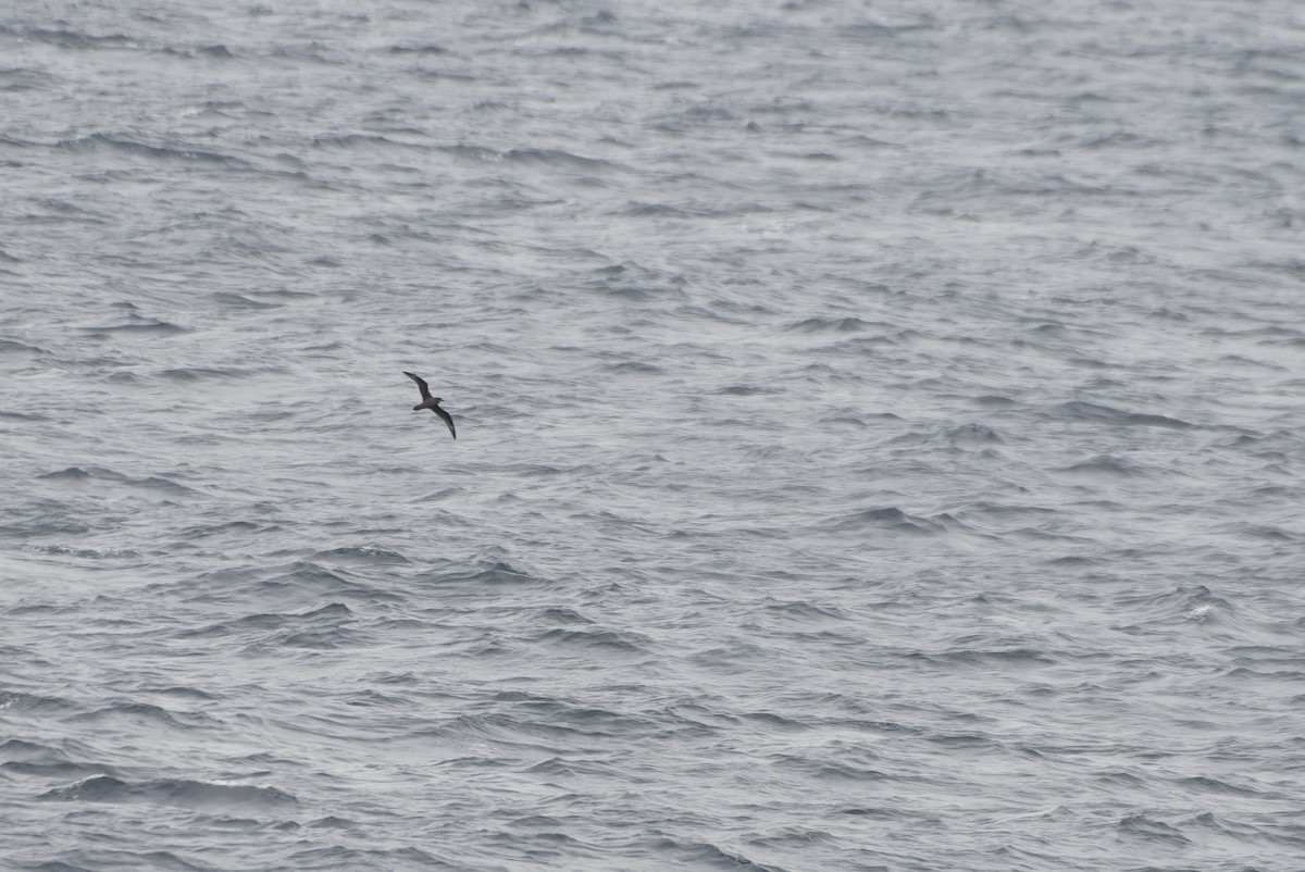 Murphy's Petrel - ML646218016
