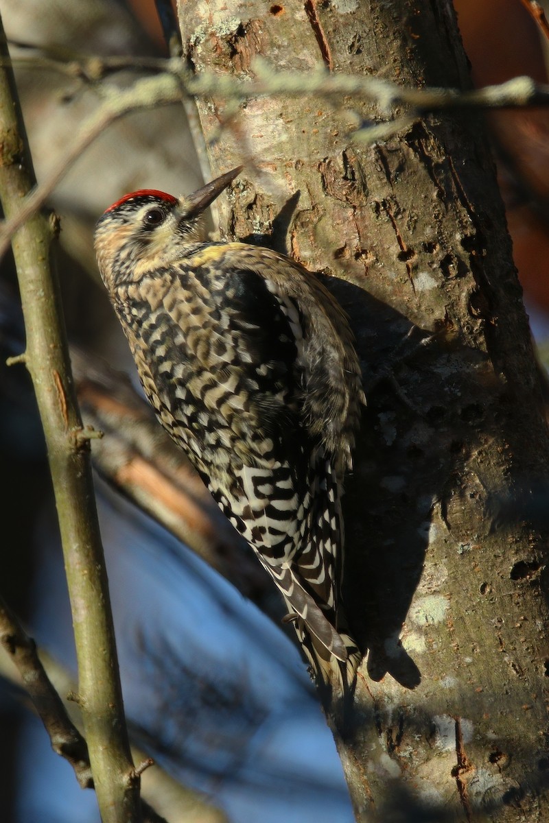Yellow-bellied Sapsucker - ML646218019