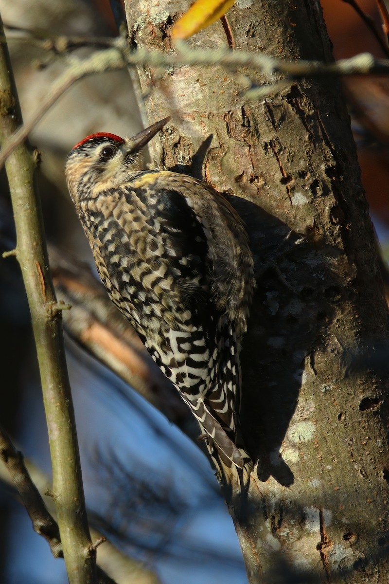 Yellow-bellied Sapsucker - ML646218020