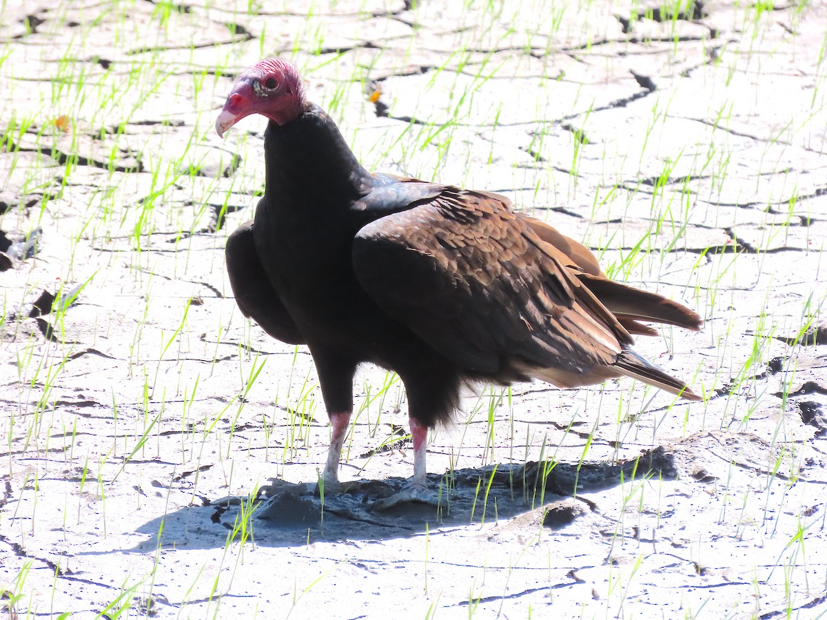 Turkey Vulture - ML646218023
