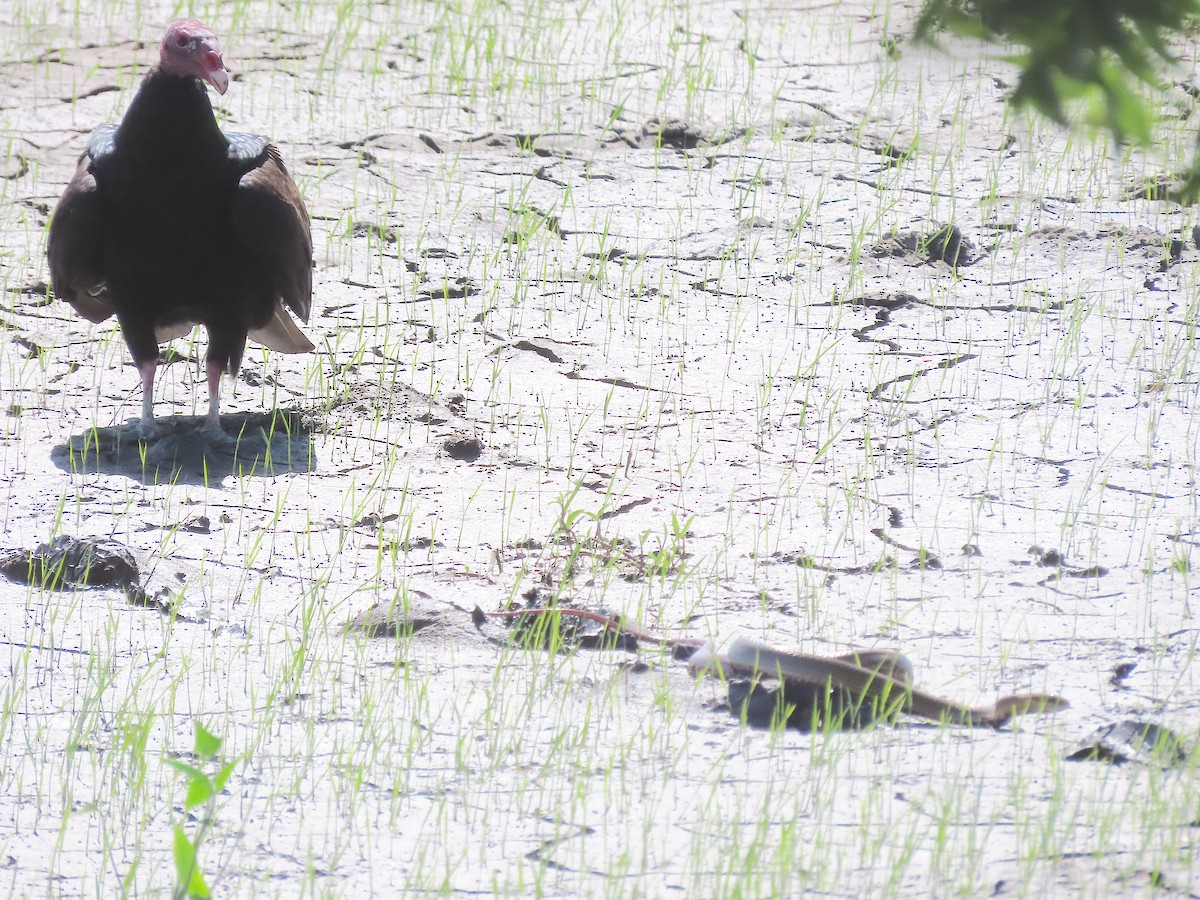 Turkey Vulture - ML646218024