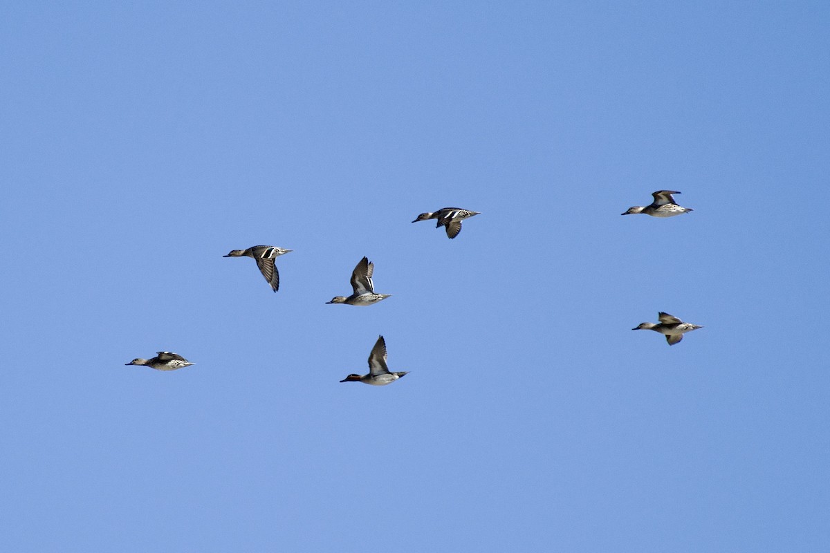 Green-winged Teal - ML646218025