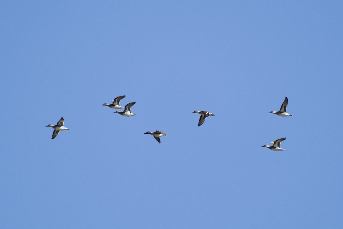 Green-winged Teal - ML646218026