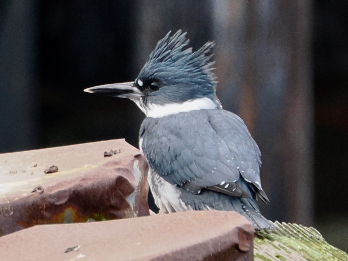 Martin handi iparramerikarra - ML646218027