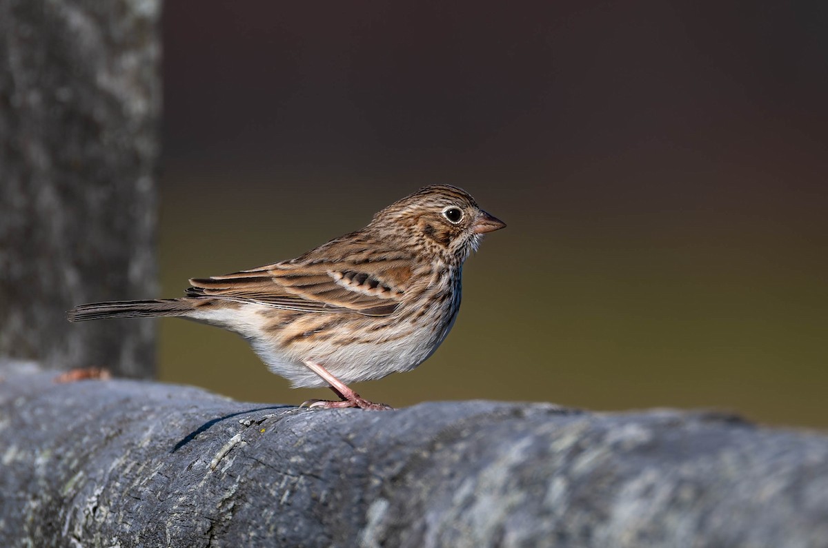 Chingolo Coliblanco - ML646218028