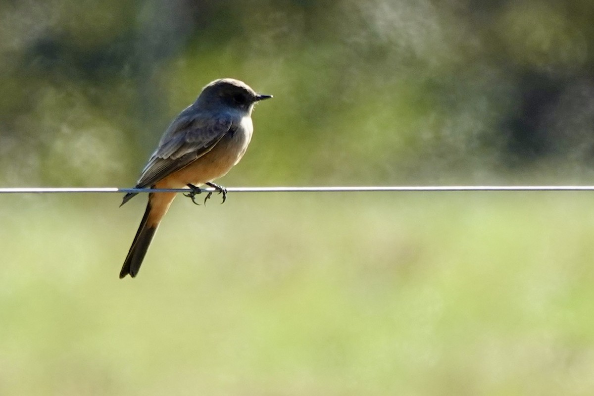 Say's Phoebe - ML646218030