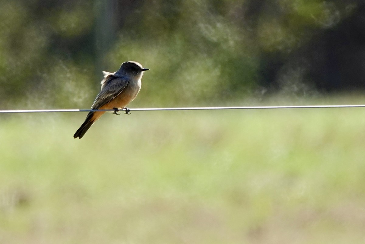 Say's Phoebe - ML646218032