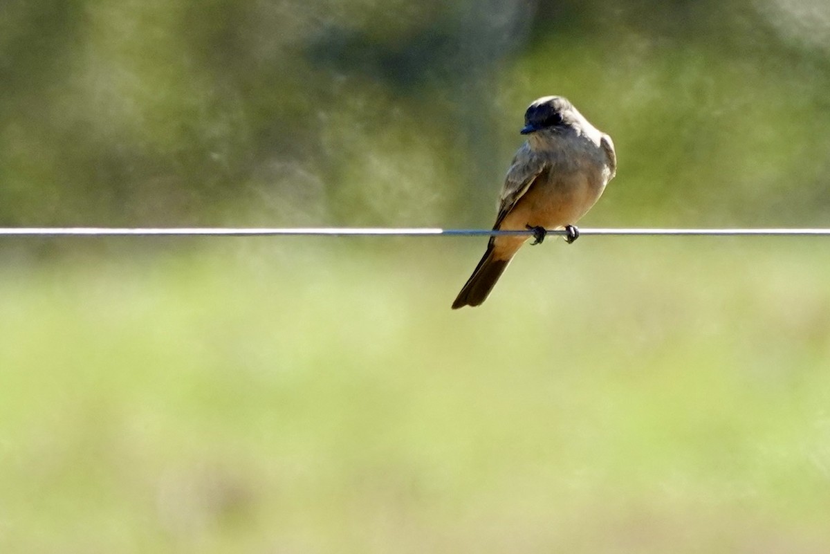 Say's Phoebe - ML646218034