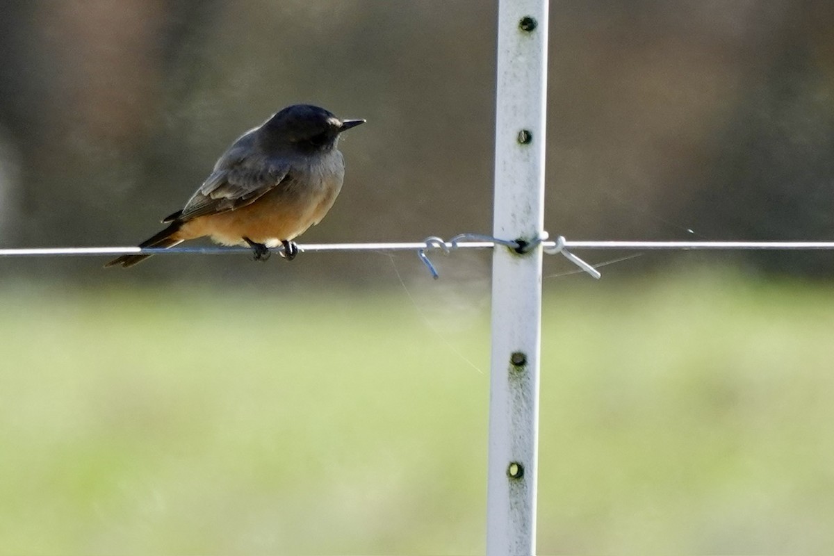 Say's Phoebe - ML646218035