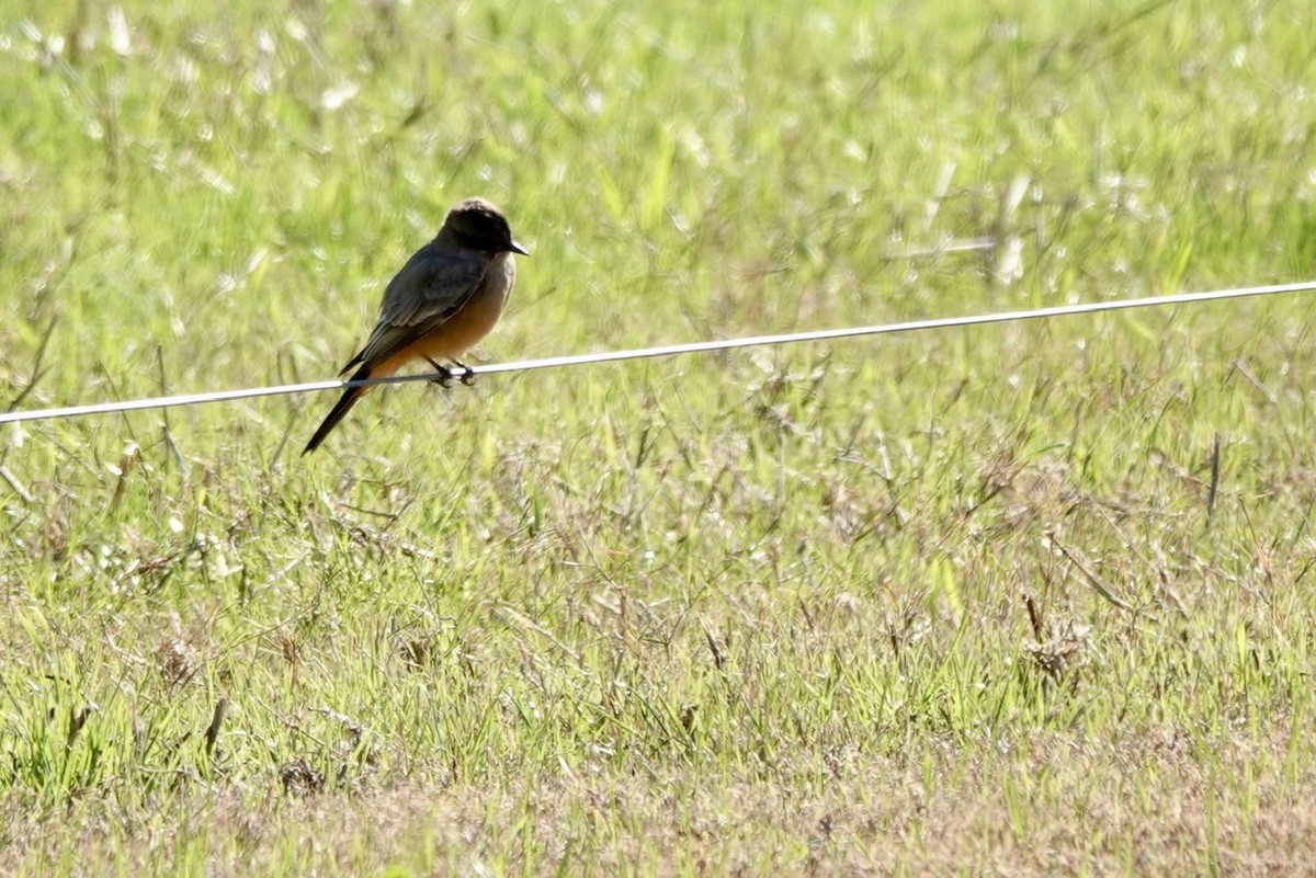 Say's Phoebe - ML646218036