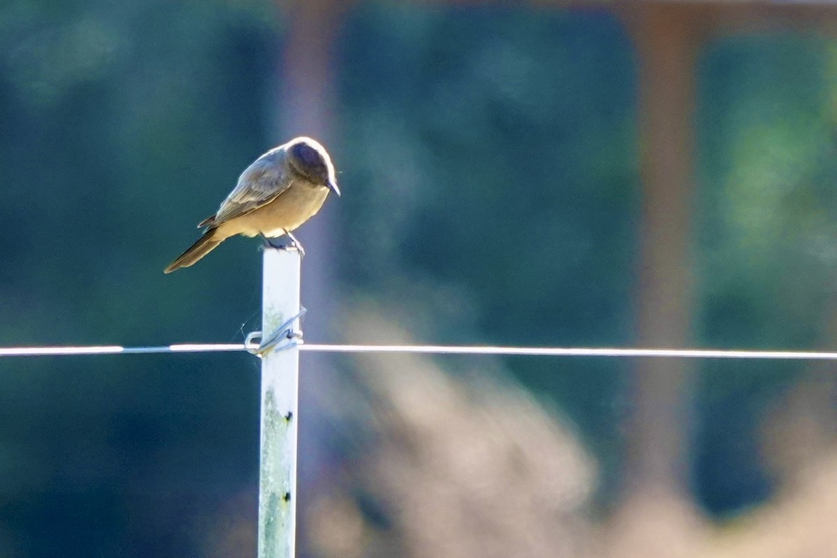 Say's Phoebe - ML646218037