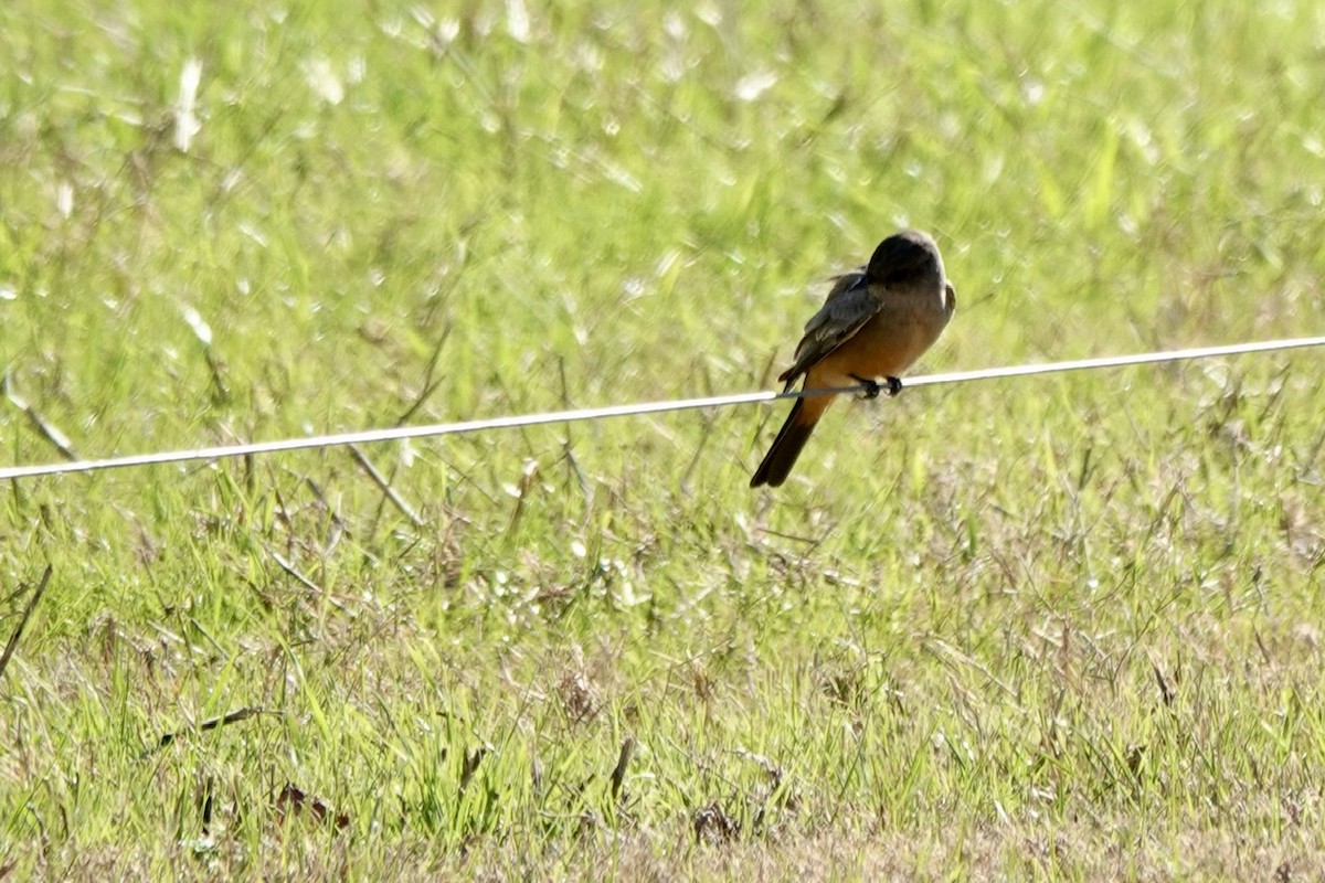 Say's Phoebe - ML646218038