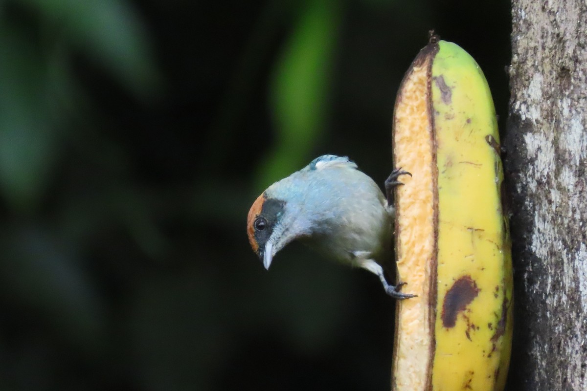 Scrub Tanager - ML646218041