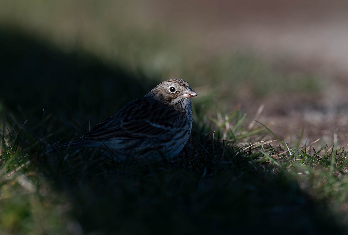 Chingolo Coliblanco - ML646218043