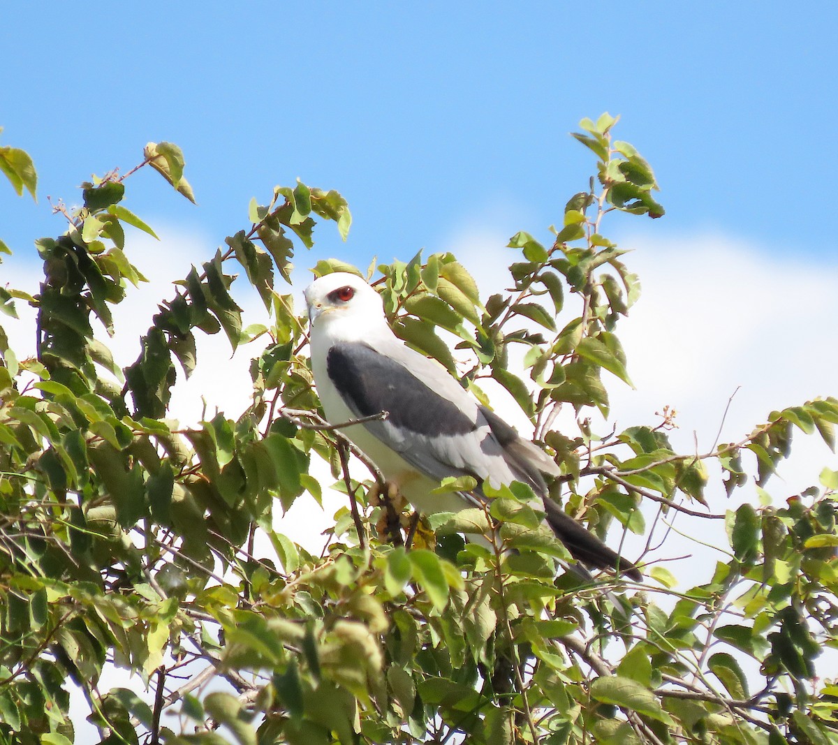 White-tailed Kite - ML646218045