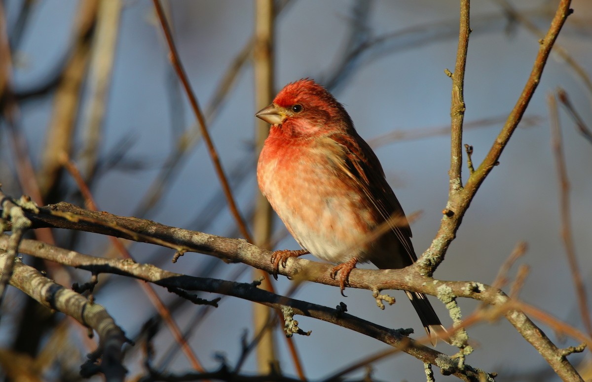 Purple Finch - ML646218047
