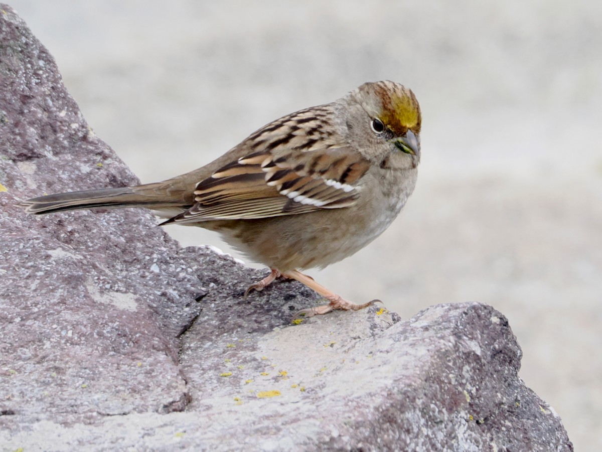 Golden-crowned Sparrow - ML646218048