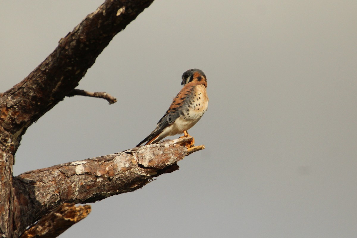 American Kestrel - ML646218049
