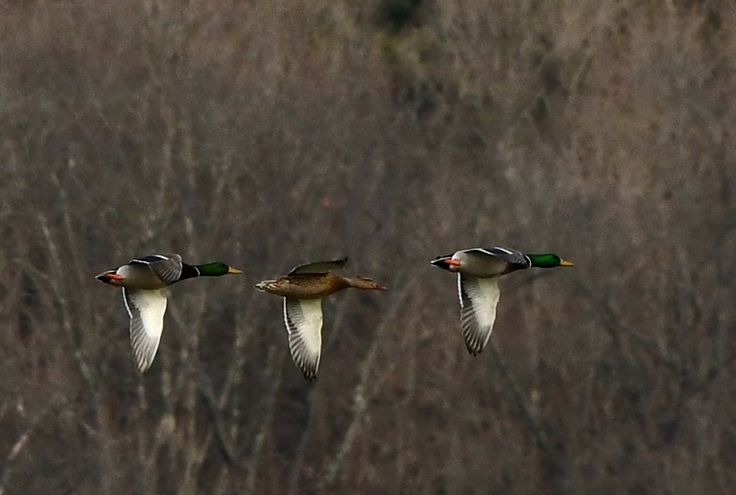 Mallard - ML646218050