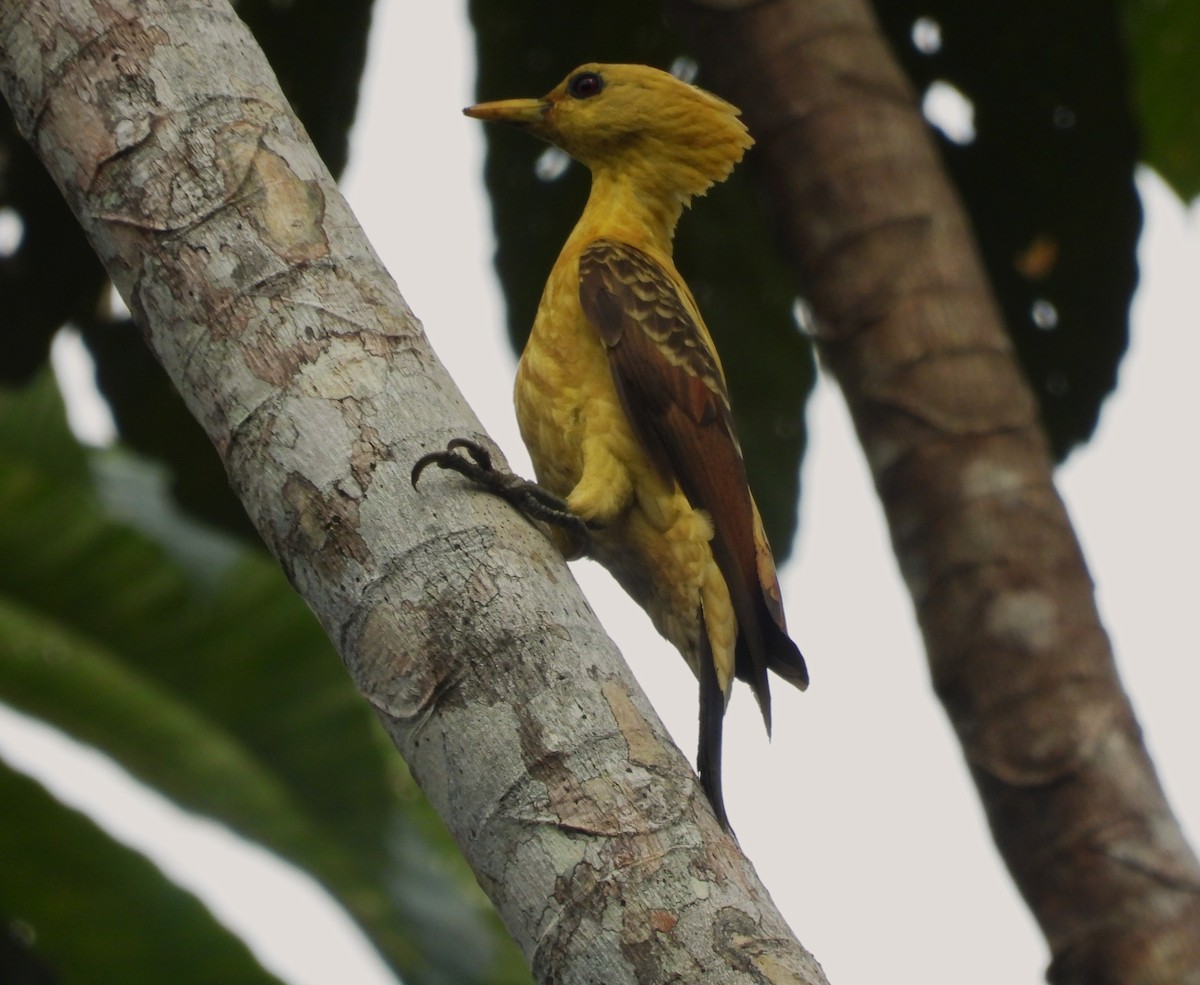Cream-colored Woodpecker - ML646218051