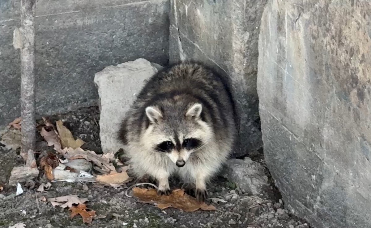 Animals - ML646218054