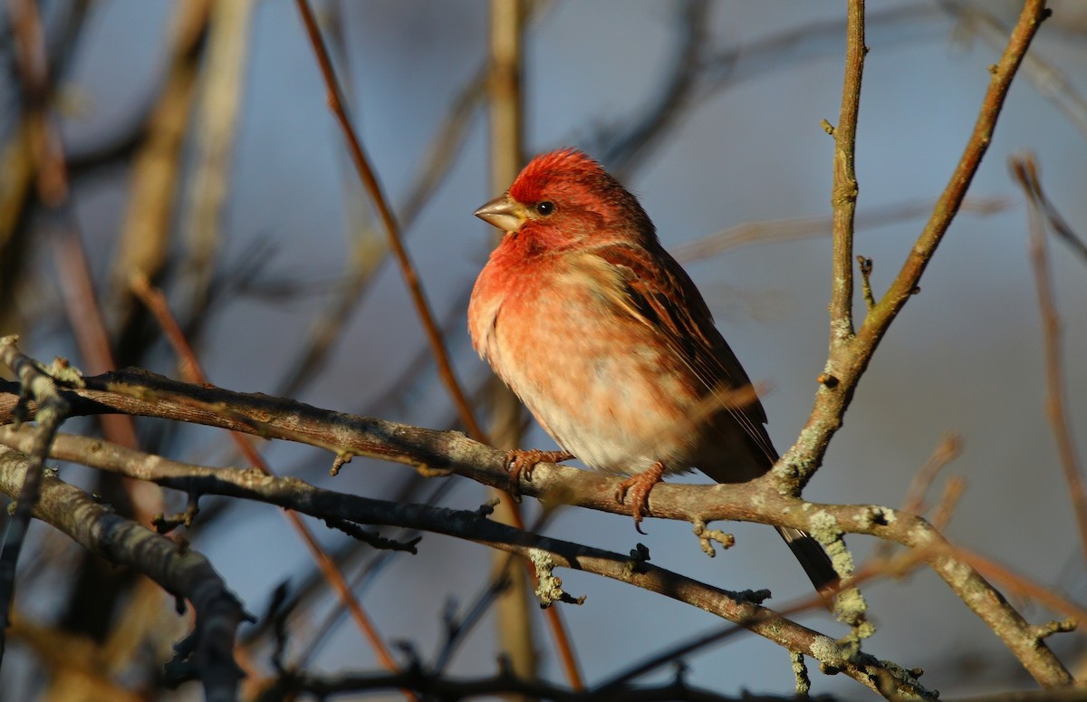 Purple Finch - ML646218055