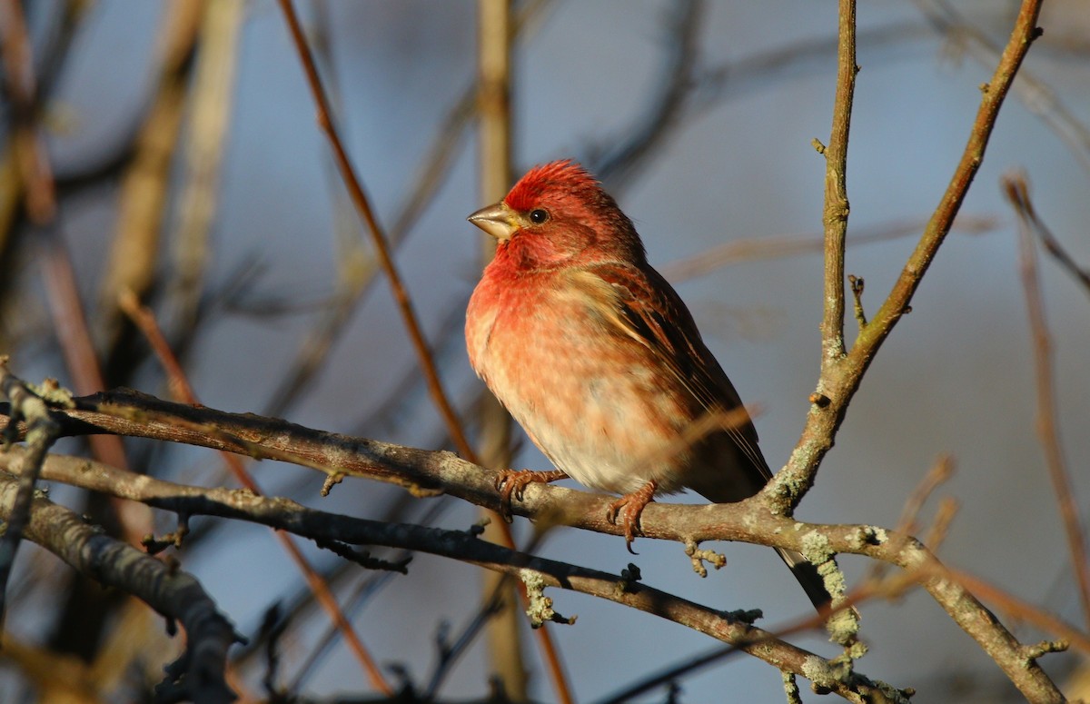 Purple Finch - ML646218056