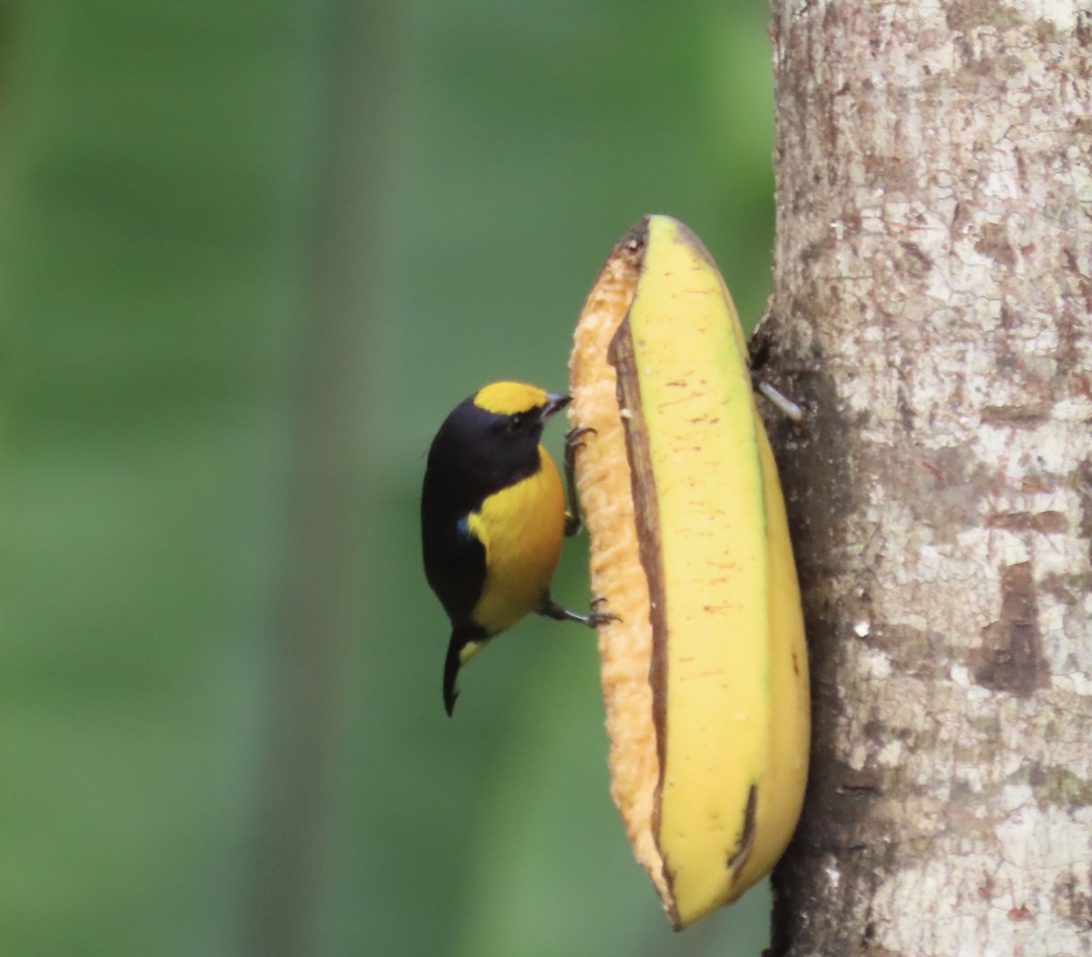 Orange-bellied Euphonia - ML646218057