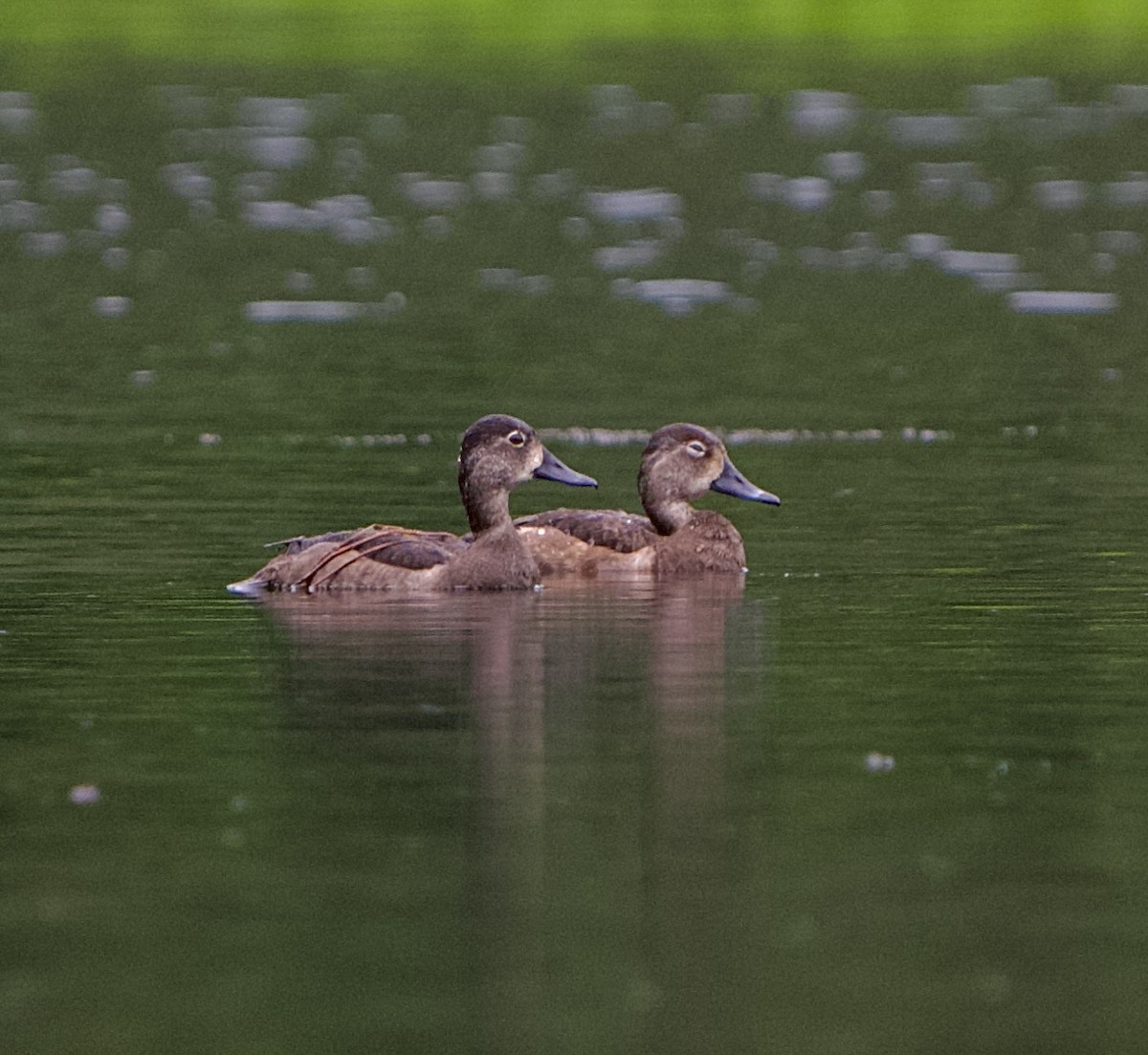 Ring-necked Duck - ML646218058