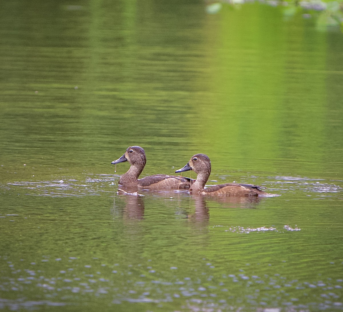 Ring-necked Duck - ML646218060