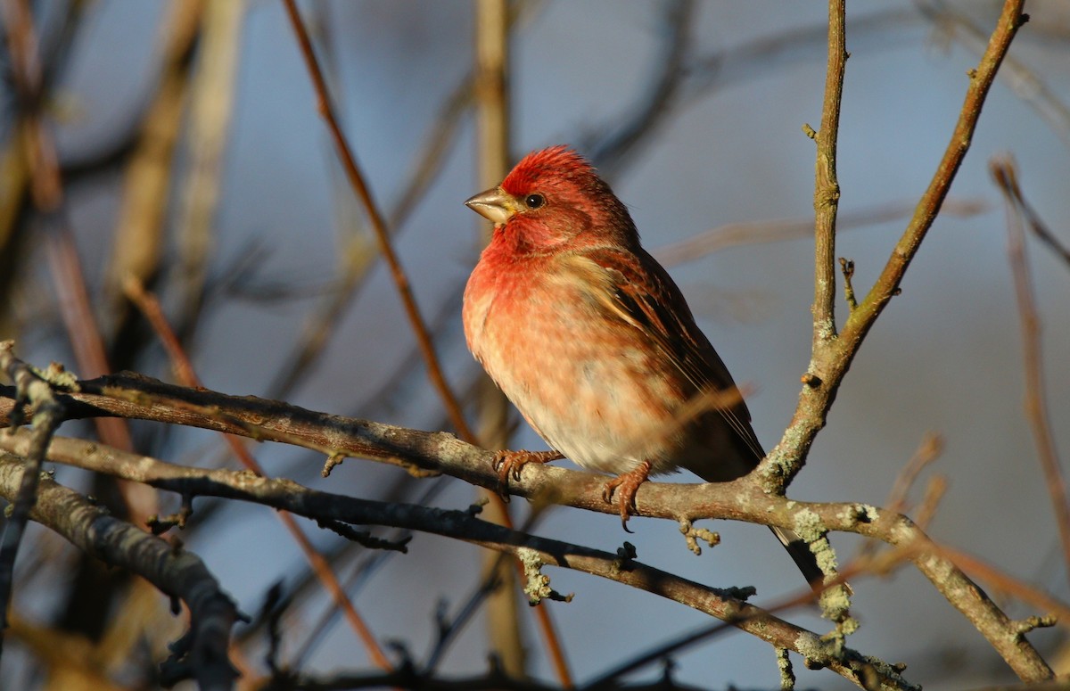 Purple Finch - ML646218061