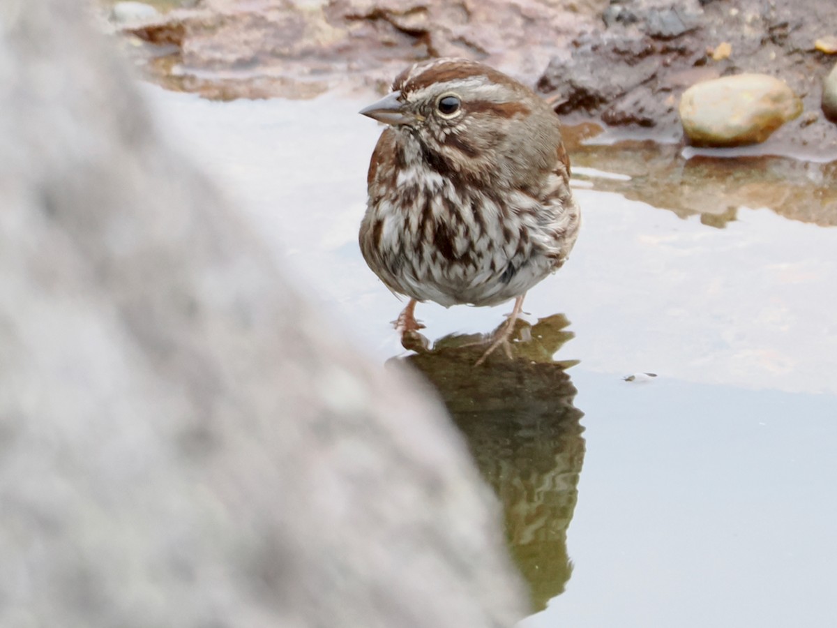 Song Sparrow - ML646218063