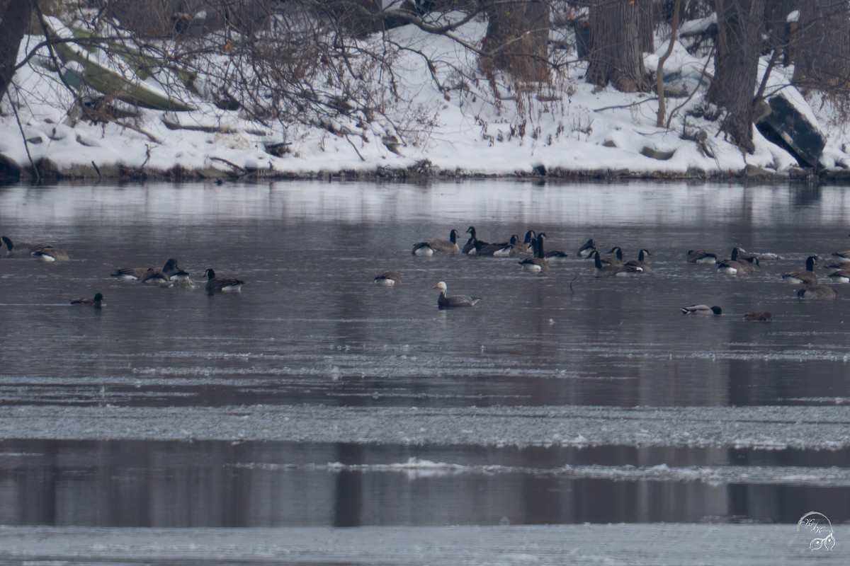 Snow Goose - ML646218067