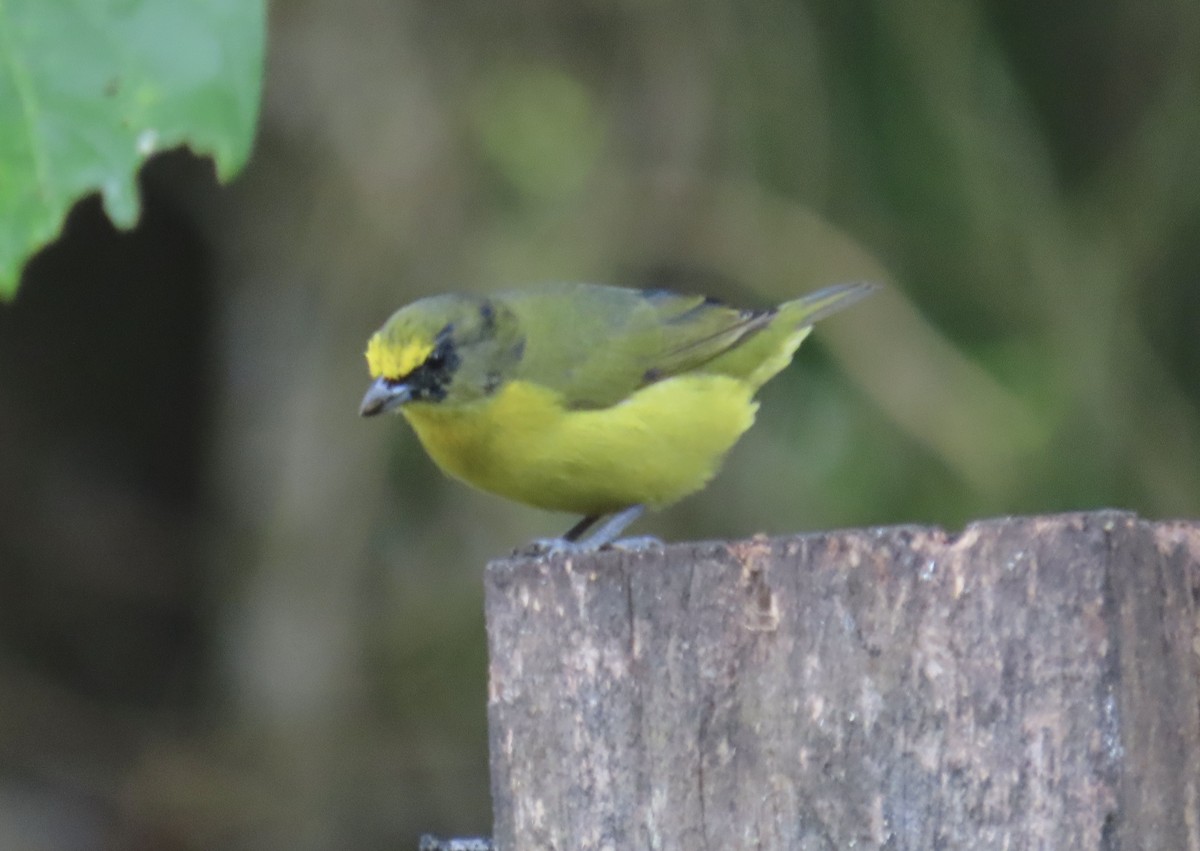 Thick-billed Euphonia - ML646218068