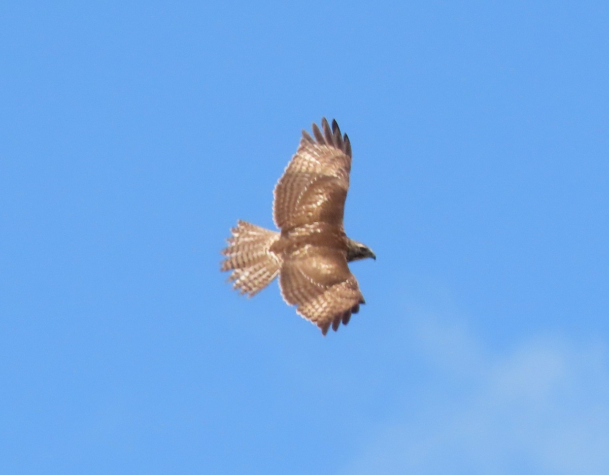 Swainson's Hawk - ML646218070