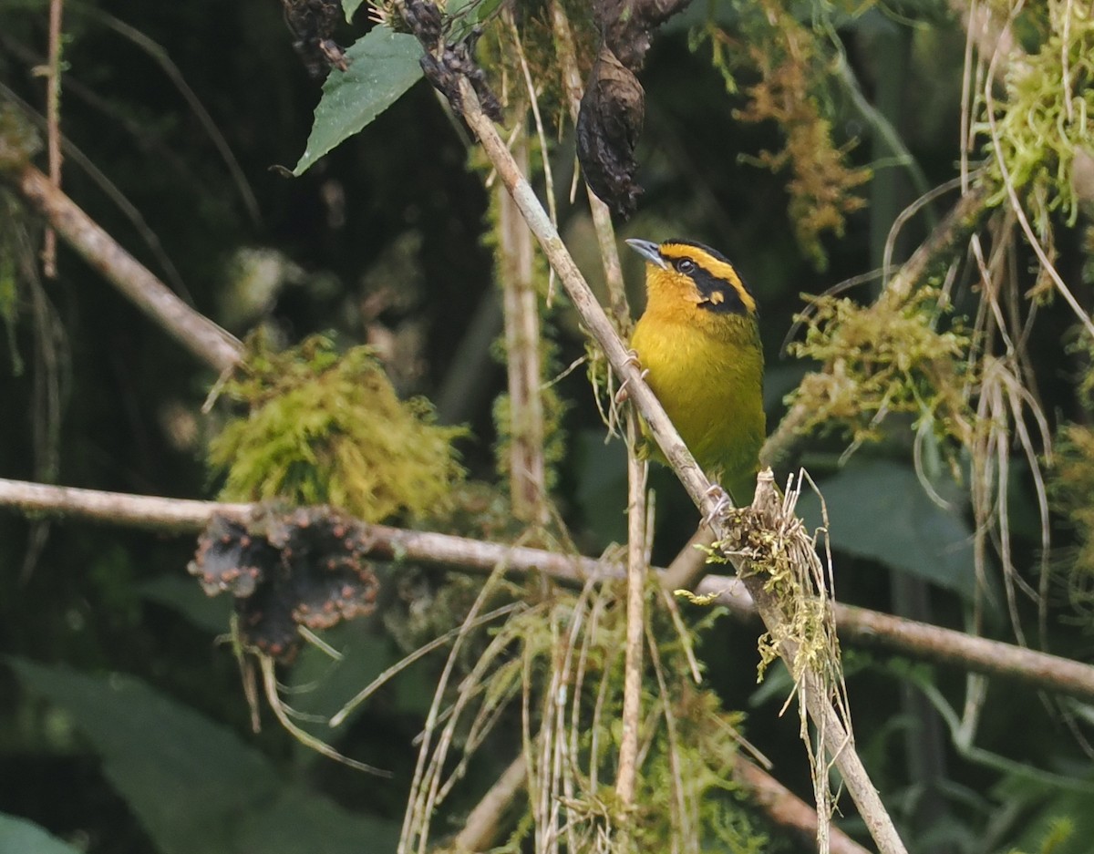 Orange-browed Hemispingus - ML646218075