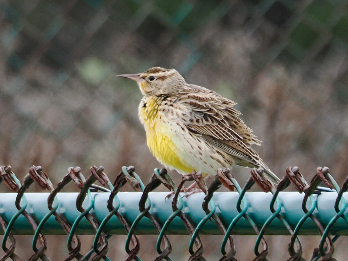 Western Meadowlark - ML646218076