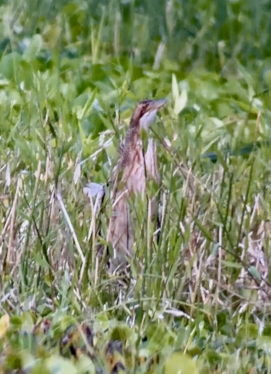 Pinnated Bittern - ML646218078