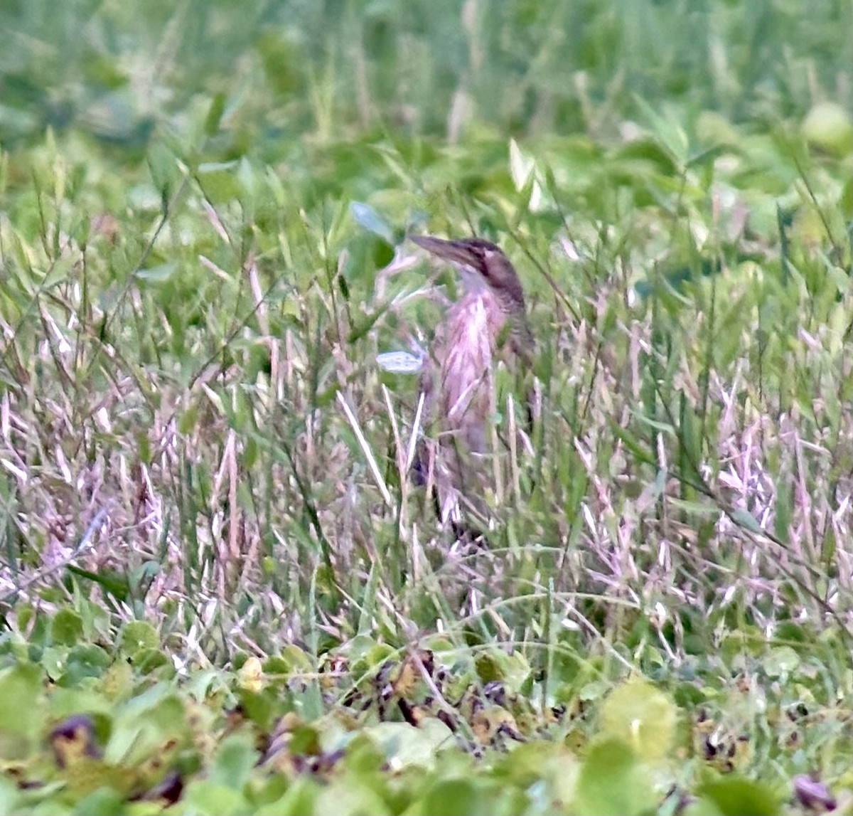 Pinnated Bittern - ML646218079