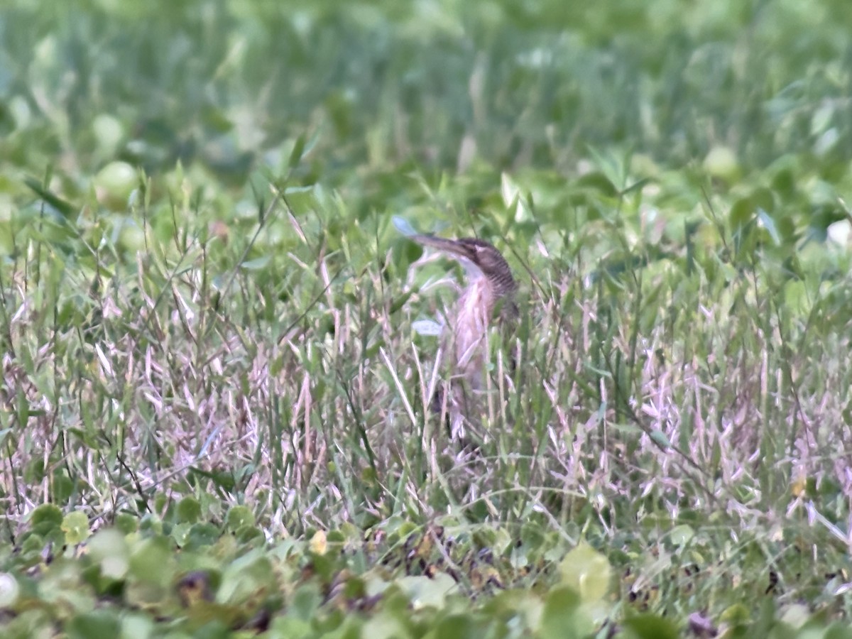 Pinnated Bittern - ML646218080