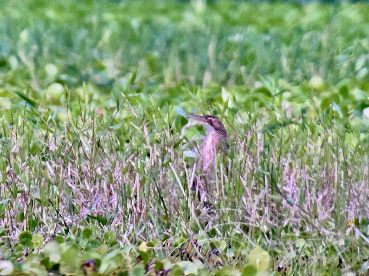 Pinnated Bittern - ML646218081