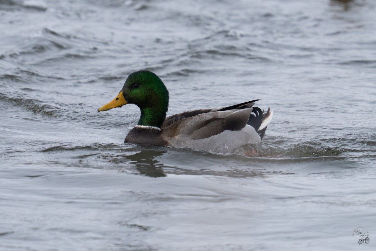 Mallard - ML646218082