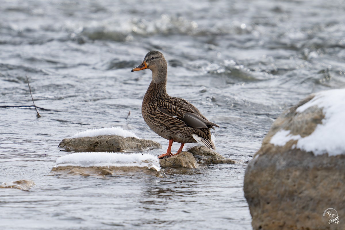 Mallard - ML646218083