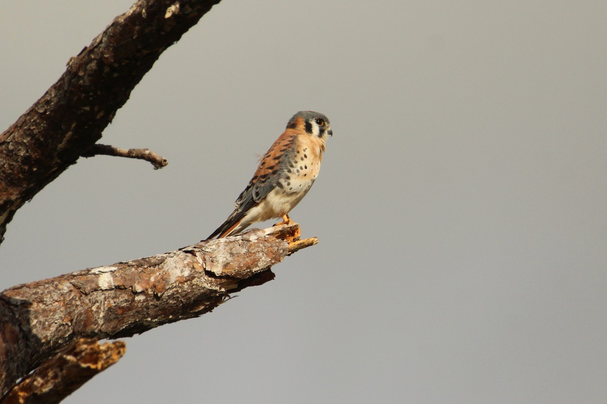 American Kestrel - ML646218085
