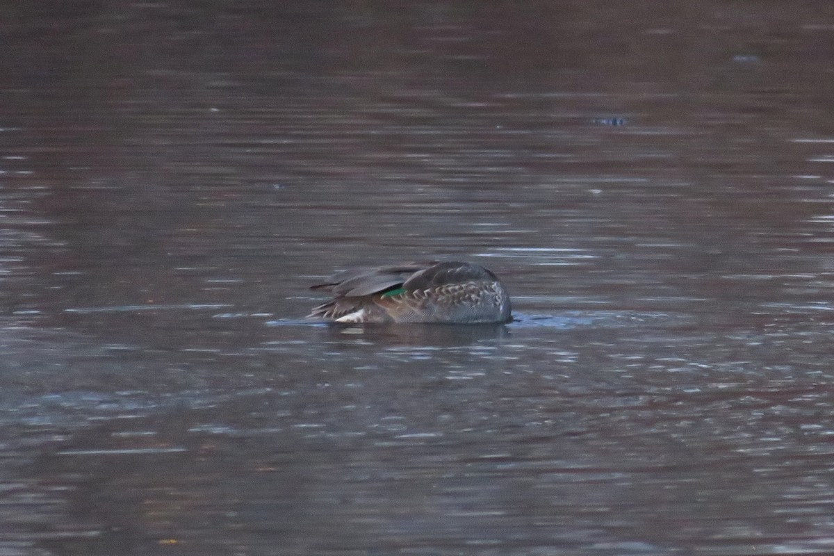 Zertzeta arrunta - ML646218087